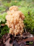 Teufelsberg (Diabas-Klippe) in Hof a.d. Saale, Oberfranken, Bayern, (D) (47) 02. Oktober 2014 Pilzflora.JPG